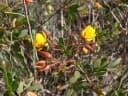 Chamaecrista cathartica