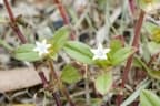 Richardia scabra