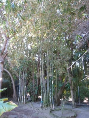 Gigantochloa albociliata