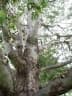 Corymbia torelliana
