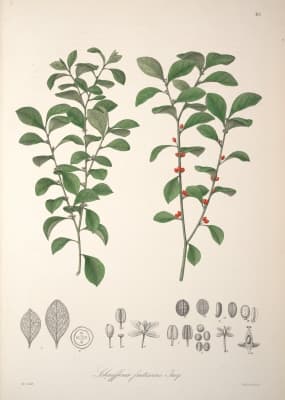 Schaefferia frutescens