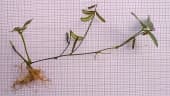 Calopogonium mucunoides