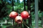 Syzygium suborbiculare