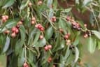 Ficus benjamina