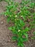 Capsicum annuum