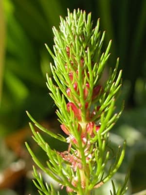 Myriophyllum aquaticum