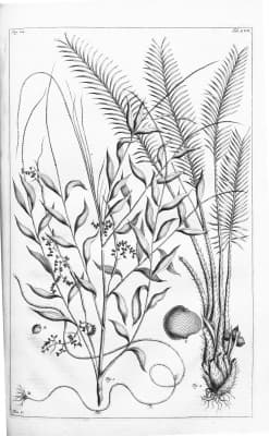 Calamus cawa