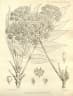 Steganotaenia araliacea