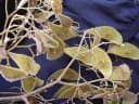Dalbergia trichocarpa