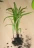 Cyperus diffusus