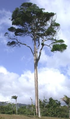 Lecointea amazonica