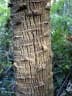 Livistona australis