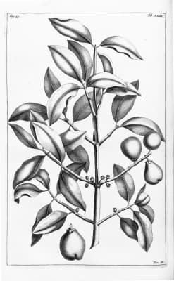 Garcinia amboinensis