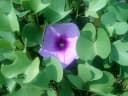 Ipomoea pes-caprae