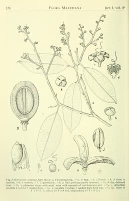 Gonystylus velutinus