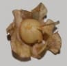 Nicandra physalodes