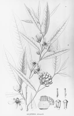 Guatteria australis