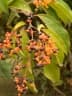 Miconia longifolia
