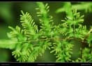 Lygodium japonicum