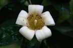 Rothmannia capensis