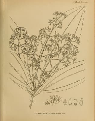 Cinnamomum bejolghota