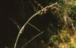 Korthalsia tenuissima