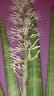 Sansevieria cylindrica