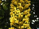 Lophanthera lactescens