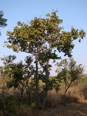 Hymenaea stigonocarpa