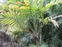 Chamaedorea elegans