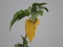 Ipomoea carnea