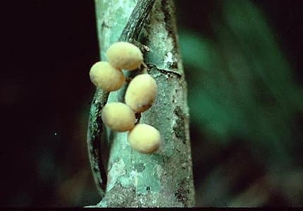 Curarea toxicofera