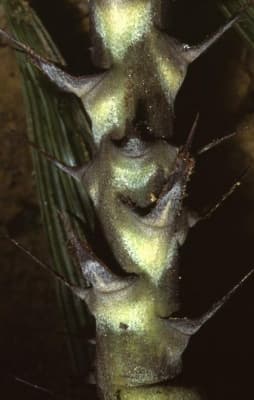 Calamus optimus