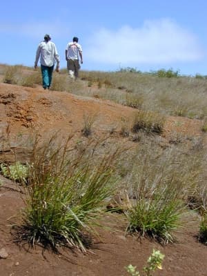 Heteropogon contortus