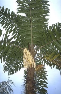 Aiphanes grandis