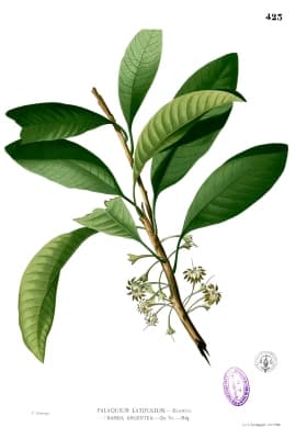 Palaquium philippense