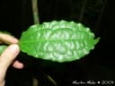 Cinnamomum glaziovii
