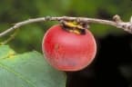 Diospyros hebecarpa
