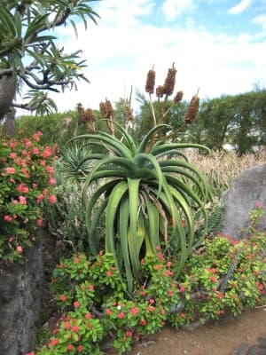Aloe vaombe