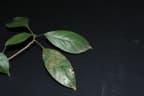 Baccaurea sumatrana