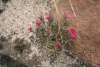 Portulaca kermesina