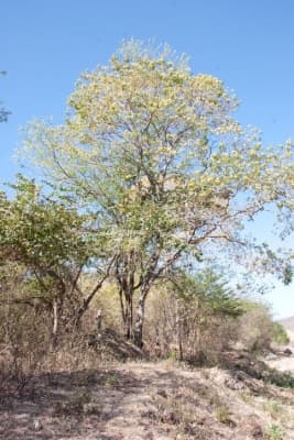 Ateleia herbert-smithii