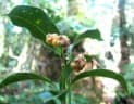 Gynochthodes umbellata