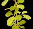 Euphorbia espinosa