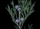 Callitris endlicheri