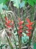 Heliconia caribaea