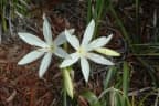 Crinum flaccidum
