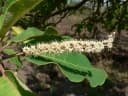 Terminalia stenostachya