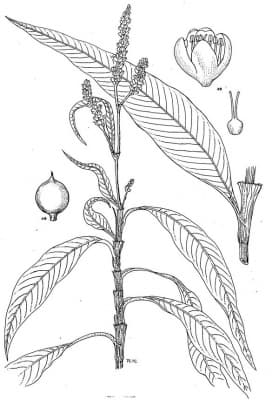 Persicaria senegalensis