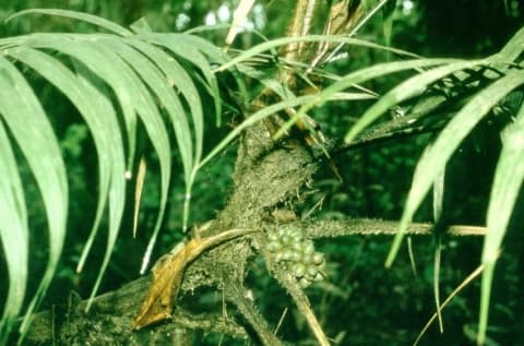 Bactris brongniartii